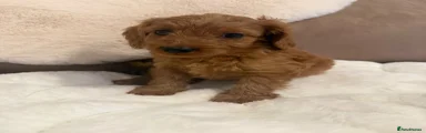 Cockapoo 6