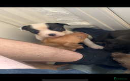 Mixed Breed dogs for sale: Beautiful Border collie/kelpie X staff cross pups - Image 26
