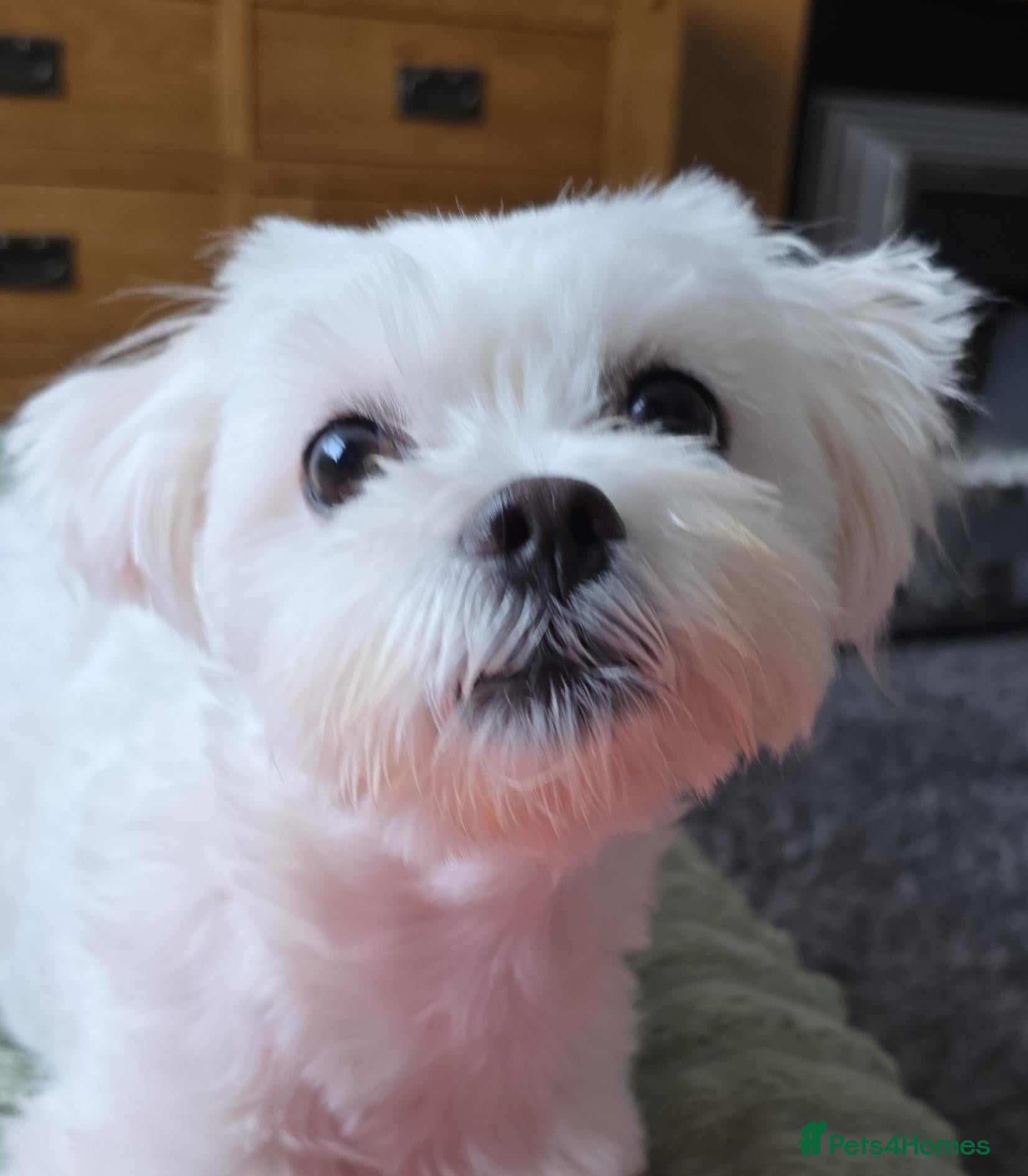 Maltese dogs Fabulously gorgeous maltese - Advert 1
