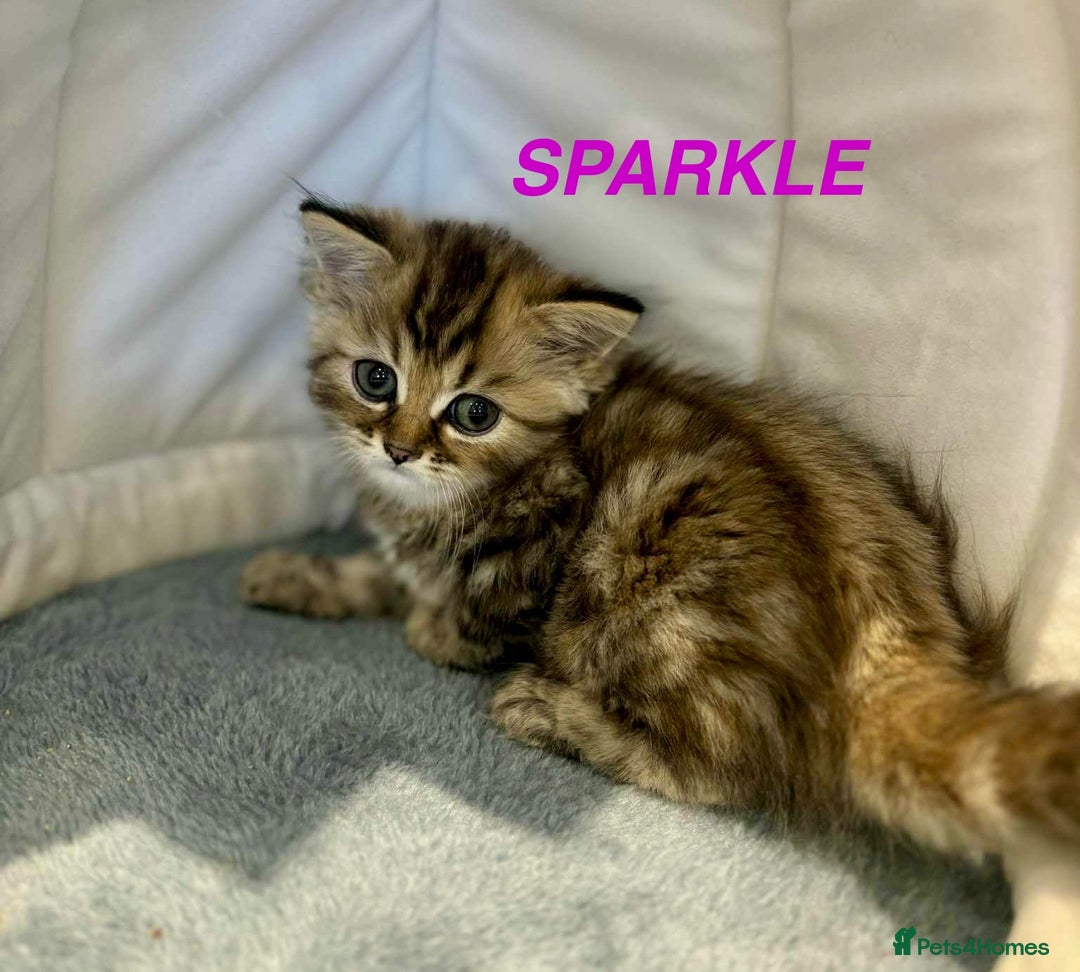 Persian cats for sale: **LAST ONE** Stunning pure Persian Kittens PKD Neg - Image 4