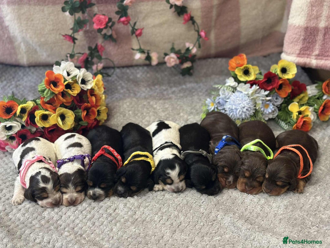 Cocker Spaniel dogs for stud: Chocolate and tan cocker stud  - Image 2