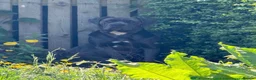 Cane Corso dogs for sale: Cane corso Puppies coming soon !!! in Durham - Advert 4