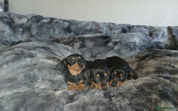 Miniature Dachshund dogs for sale: Miniature Dachshund Puppies  - Image 4