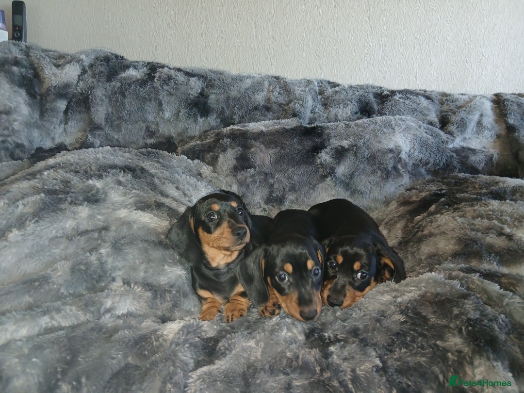 Miniature Dachshund dogs for sale: Miniature Dachshund Puppies  - Image 4