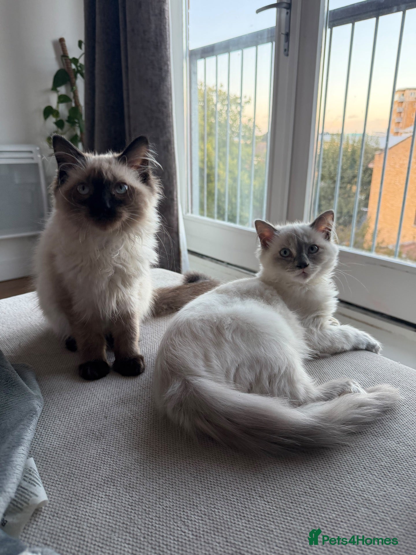 Ragdoll cats for sale: Adorable Ragdoll Kittens Ready for Loving Homes ❤️ - Advert 1