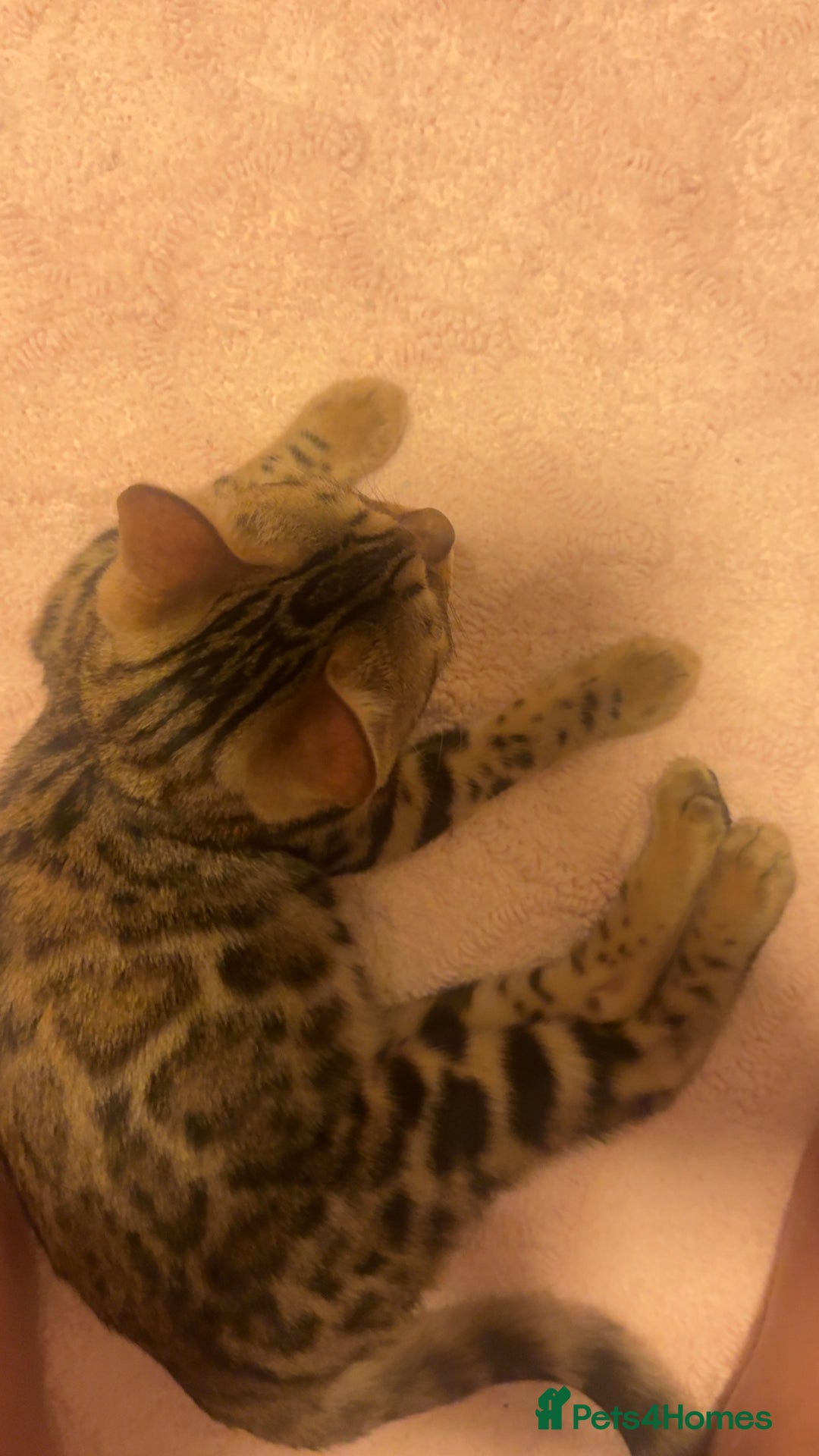 Bengal cats for sale: Bengal kitten♥️ - Image 4