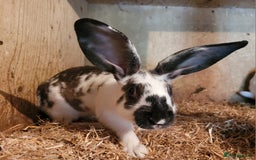 Belgian Hares rabbits for sale: 'Koda' chocolate&white butterfly Belgian Hare buck - Image 1