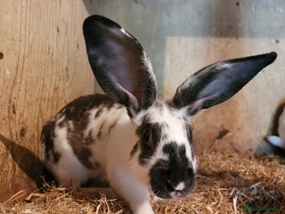 Belgian Hares rabbits - Advert 8