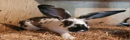 Belgian Hares rabbits for sale: 'Koda' chocolate&white butterfly Belgian Hare buck - Advert 1