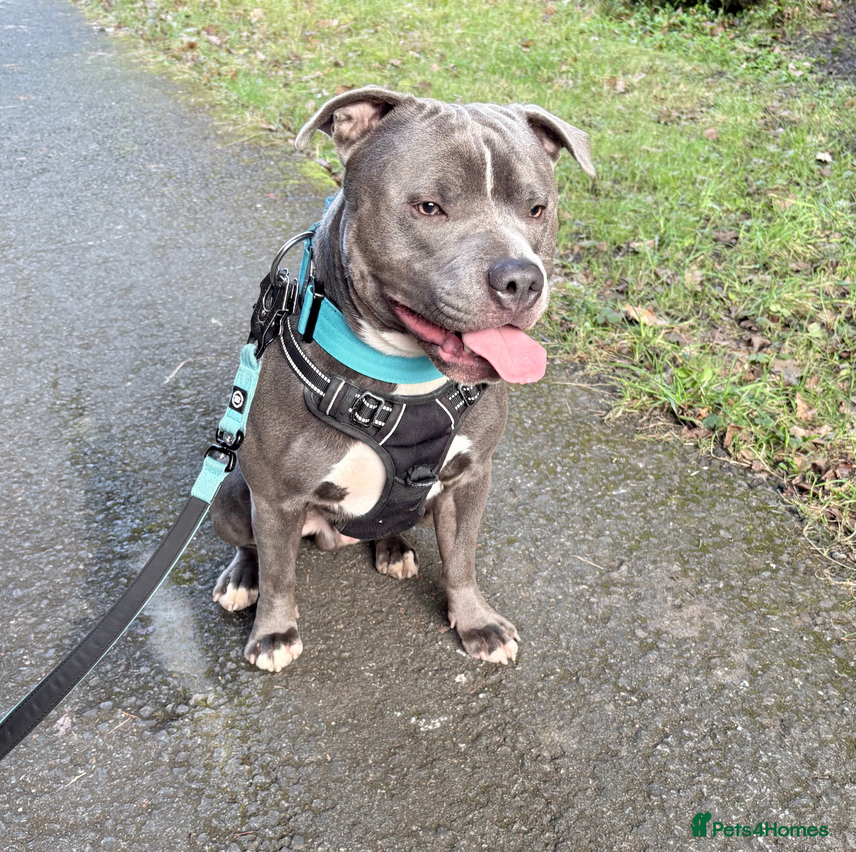 Staffordshire Bull Terrier dogs Staffordshire Stud - Advert 4