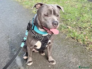 Staffordshire Bull Terrier dogs Staffordshire Stud - Advert 1