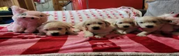 Golden Retriever dogs for sale: Golden retriever puppies  - Advert 1