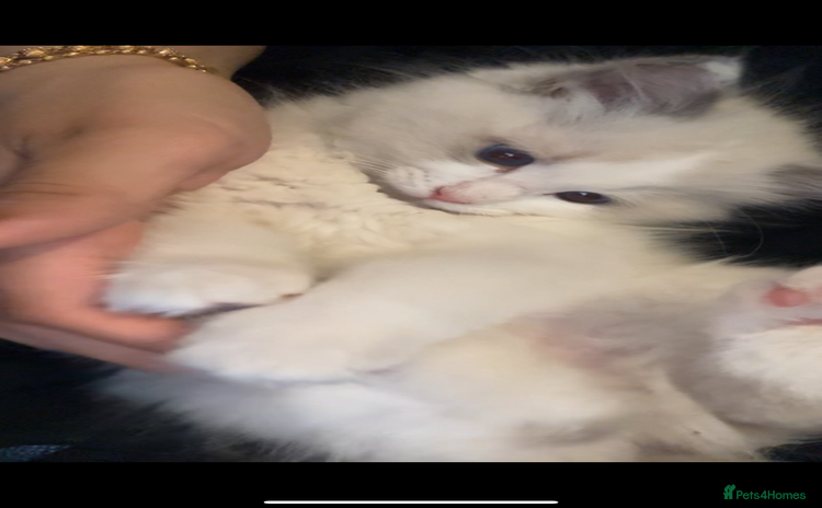 Ragdoll cats - Advert 11