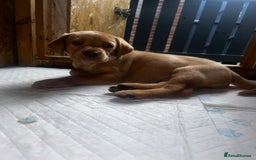 Labrador Retriever dogs for sale: Kc Registered Labradors ready to leave now - Image 16