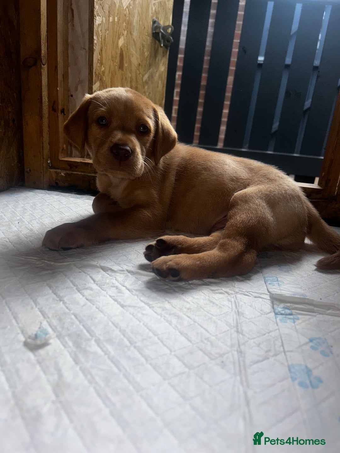 Labrador Retriever dogs for sale: Kc Registered Labradors ready to leave now - Image 16