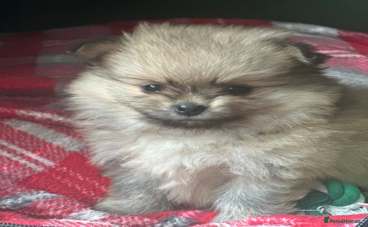 Pomeranian dogs - Advert 14