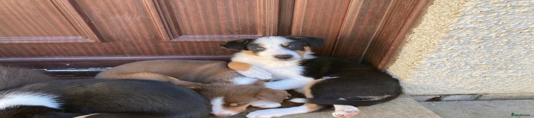Border Collie Puppy 2