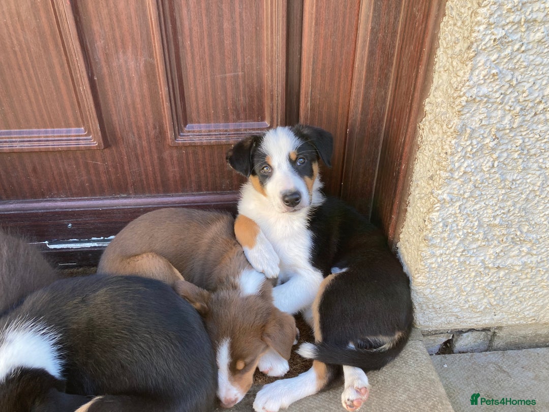 Border Collie dogs for sale: Border Collie pups - Image 4