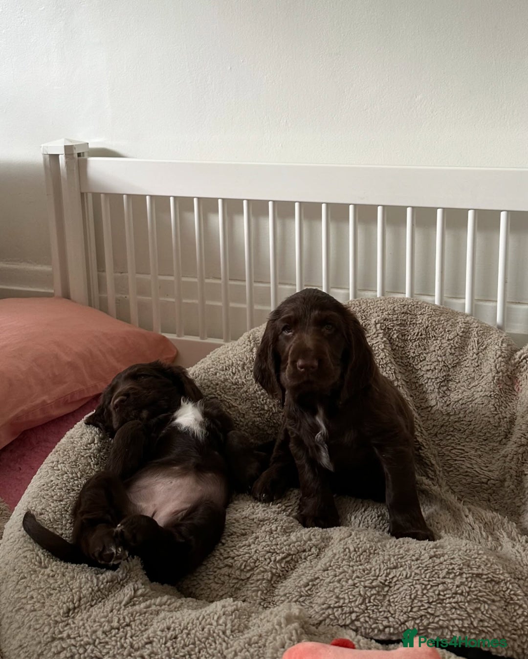 Field Spaniel dogs for sale: Field Spaniel Pups–Healthy, Happy, and Socialized! - Advert 1