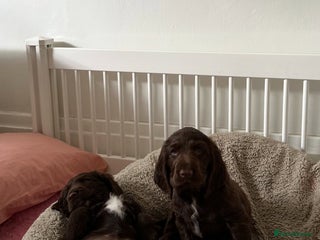 Field Spaniel dogs Field Spaniel Pups–Healthy, Happy, and Socialized! - Advert 6