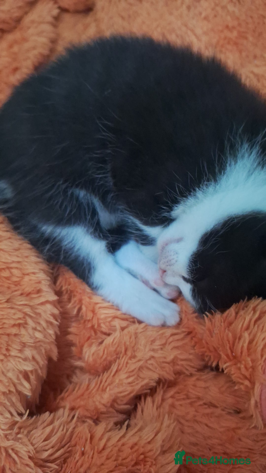 Domestic Shorthair cats for sale: Male kittens for sale  - Image 10