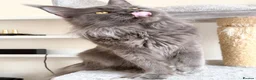 Maine Coon cats for stud: Active TICA Registered - Gentle, Friendly, Proven - Advert 4