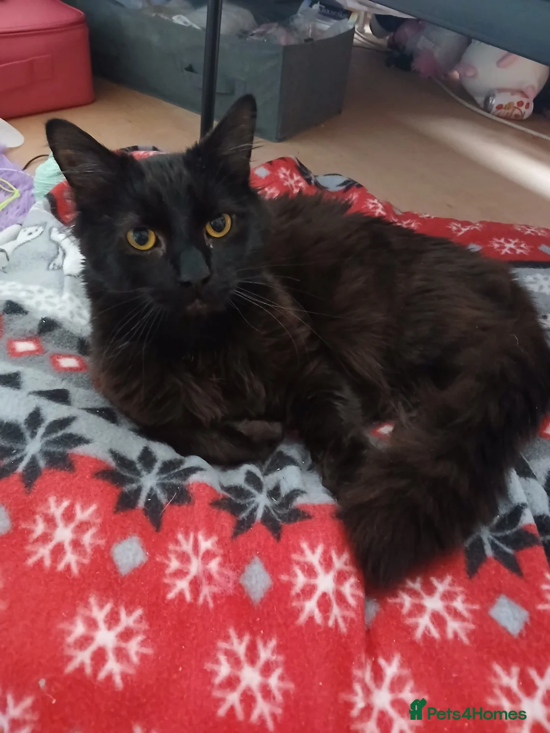 Mixed Breed cats for sale: Maine coon x male  - Advert 3