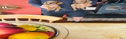 Dachshund dogs for sale: Stunning litter of dachshund pups  - Advert 9