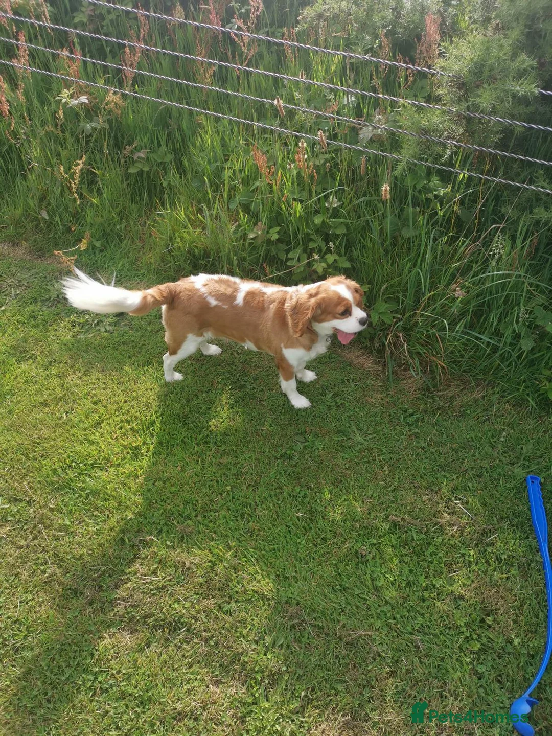 Cavalier King Charles Spaniel dogs for sale: 🐶 Lovely KC CKCS girl - Blenheim - Advert 4