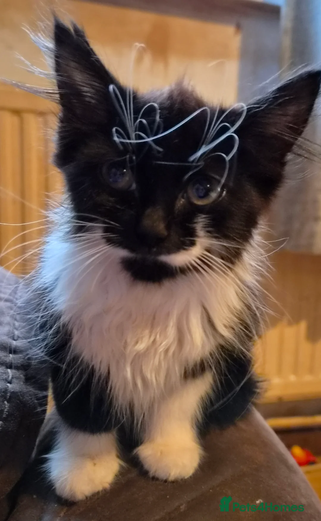 Mixed Breed cats for sale: Kitten - Advert 2