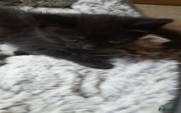 Mixed Breed cats for sale: Kittens  - Image 3