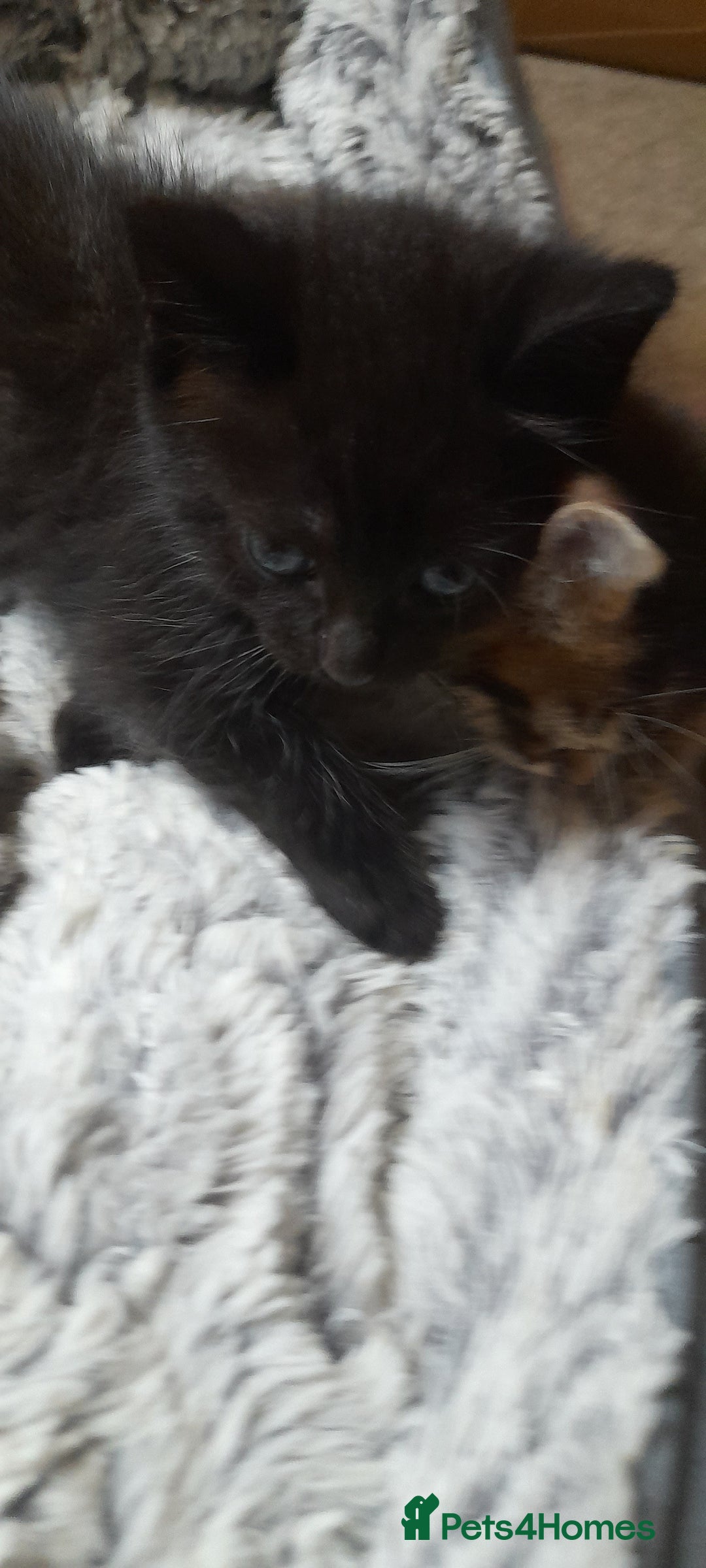 Mixed Breed cats for sale: Kittens  - Image 3