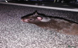 Hamster rodents for sale: Black female Syrian hamster for sale - Image 1