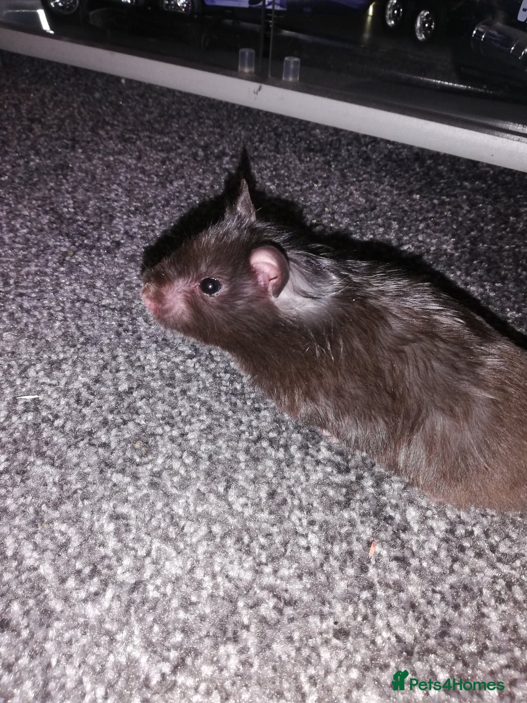 Hamster rodents for sale: Black female Syrian hamster for sale - Image 1