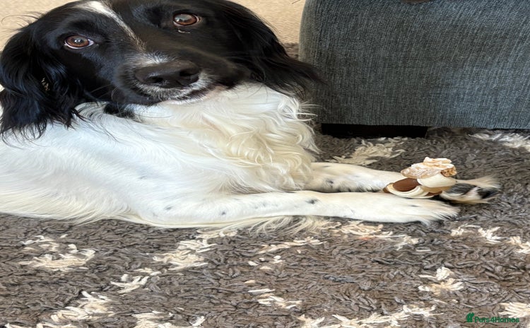 Sprocker dogs - Advert 7
