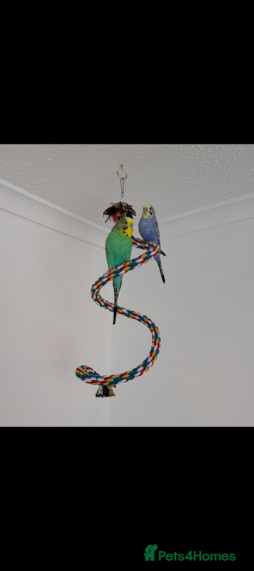 Budgerigars birds 2 male budgies need a new home - Advert 1