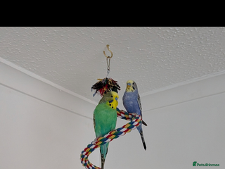 Budgerigars birds 2 male budgies need a new home - Advert 1