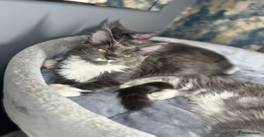 Maine Coon cats - Advert 11