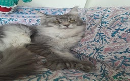 Maine Coon cats for sale: black silver ticked polydactyl girl TICA mainecoon - Advert 5