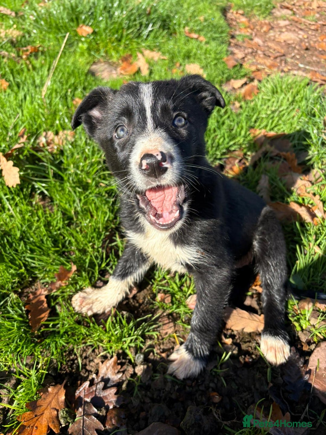 Border Collie dogs for sale: Beautiful Border Collie Pups - Image 10