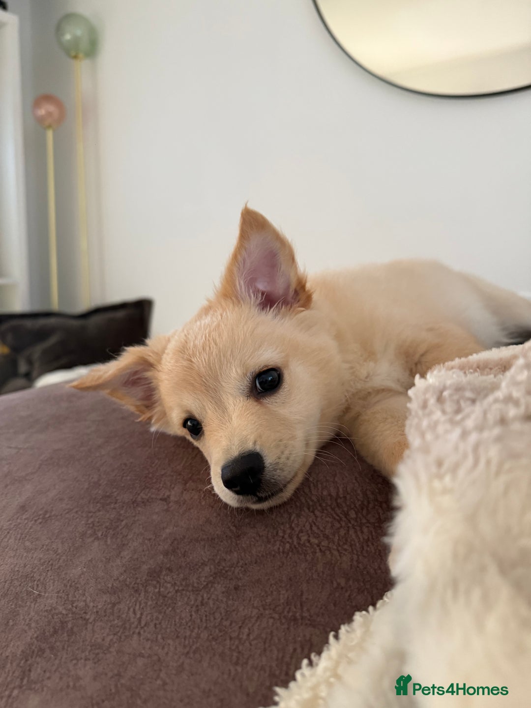 Mixed Breed dogs for sale: Chihuahua x Italian Volpino - Image 12