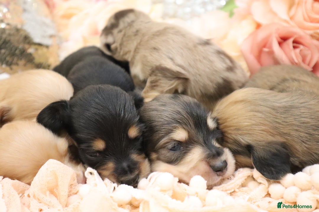 Miniature Dachshund dogs for sale: KC Longhair Miniature Dachshund Puppies - Image 25
