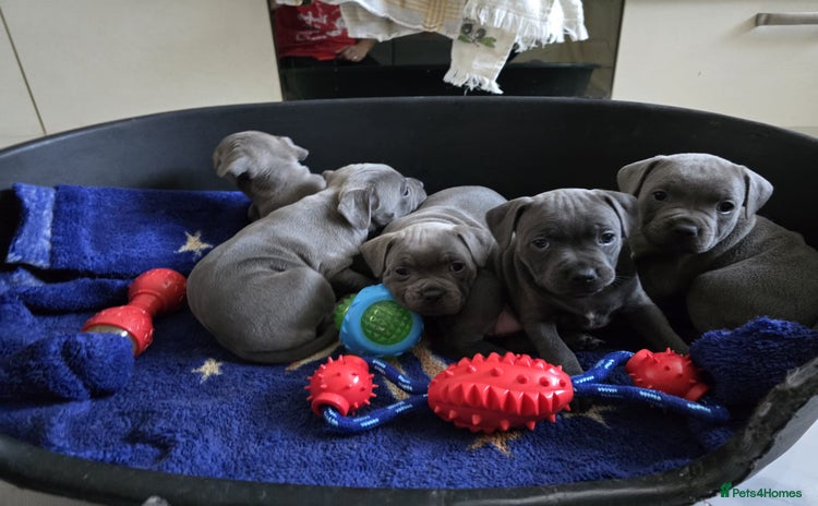 Staffordshire Bull Terrier dogs - Advert 5