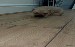 Cane Corso dogs for sale: Cane Corso Puppies for Sale - Image 6