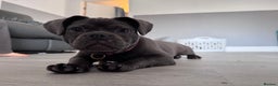Frug dogs for sale: FRUG puppy needs forever home  - Advert 3