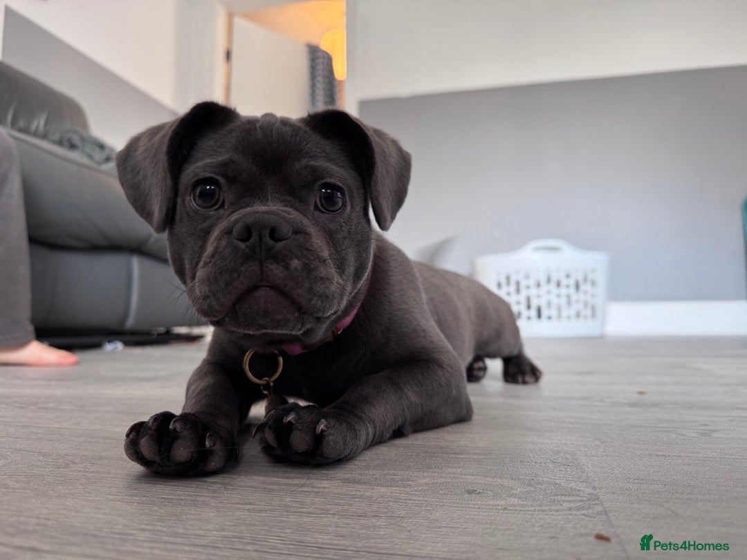 Frug dogs for sale: FRUG puppy needs forever home  - Advert 3