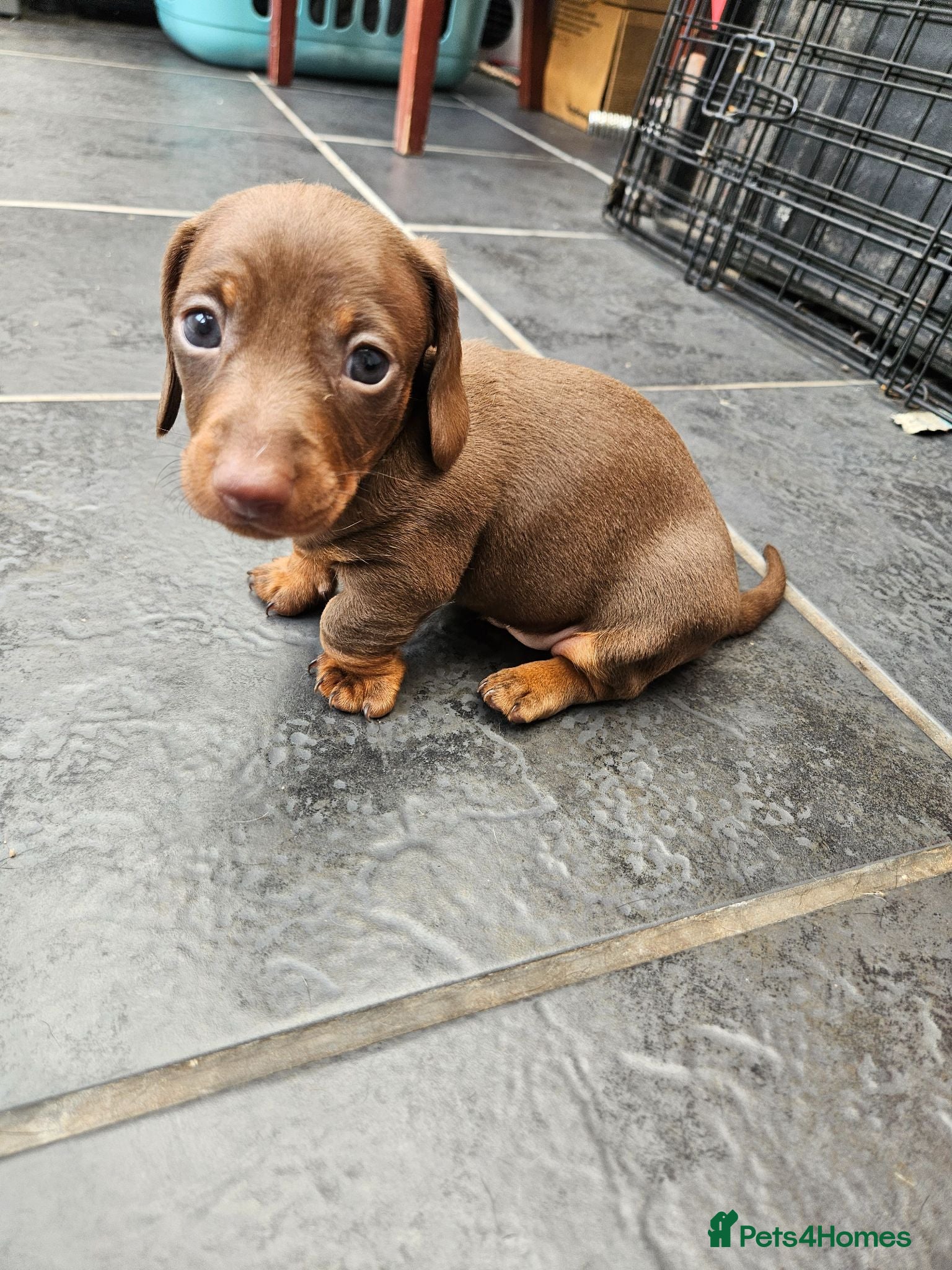 Miniature Dachshund dogs Stunning KC registered minature Dachshund - Advert 2