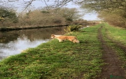 Border Collie dogs for sale: Border collie girl 2 yrs KC - Image 2