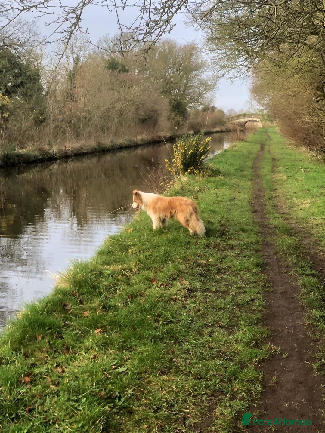 Border Collie dogs for sale: Border collie girl 2 yrs KC - Image 2