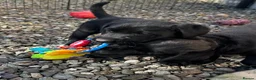Labrador Retriever dogs for sale: Curious and playful Black Labrador Puppies in Crieff - Advert 20